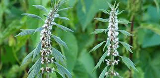 Aslan Kuyruğu Kullanımı ve Faydaları Nelerdir?