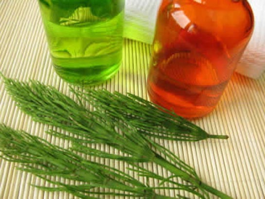 At Kuyruğu Çayı Kullanımı ve Faydaları Nelerdir?