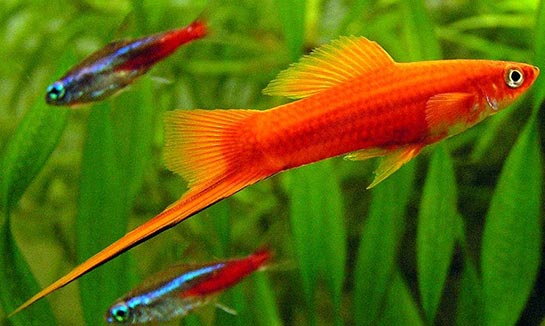 Kılıç Kuyruk Türleri ve Özellikleri