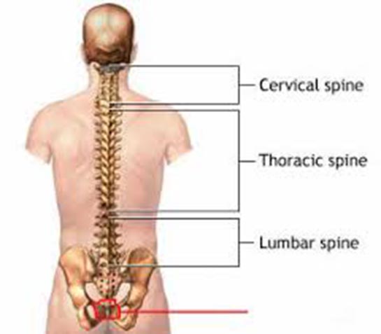 Kuyruk Sokumu Kemiği Özellikleri ve Faydaları Nelerdir?