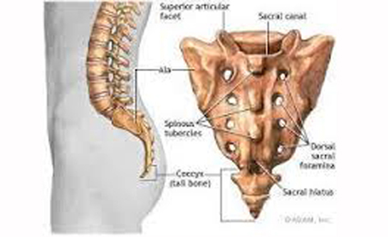Kuyruk Sokumu Türleri ve Özellikleri