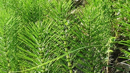 Tilki Kuyruğu Otu Özellikleri ve Faydaları Nelerdir?