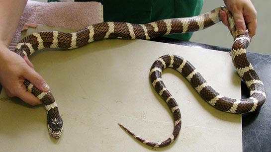 Yılan Kuyruğu Kullanımı ve Faydaları Nelerdir?